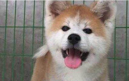 秋田犬多少錢一只
