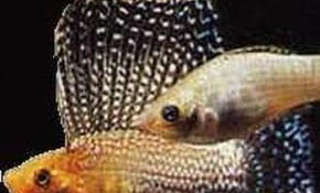 鯽魚不開口能釣嗎