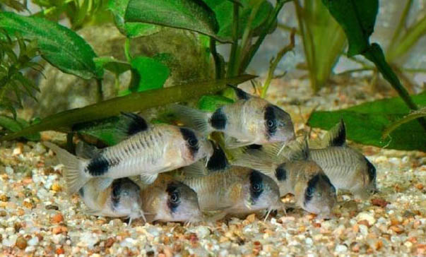 怎樣繁殖熊貓鼠魚