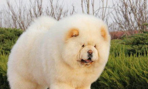 純種松獅犬多少錢一只