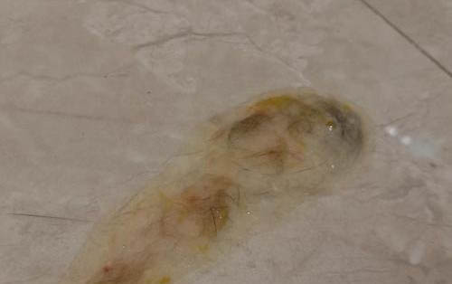 貓懷孕了需要做哪些準備