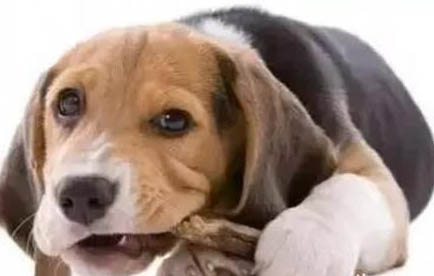 犬瘟治療需要多久