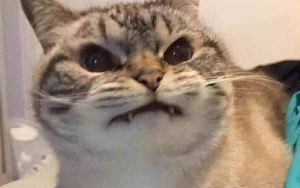 小貓可以吃草莓嗎