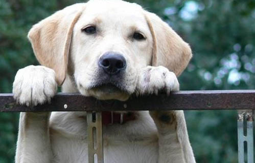導盲犬可以進商場嗎