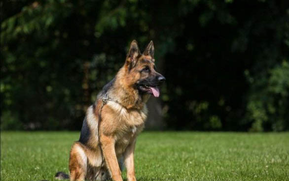 適合家養的護衛犬有哪些