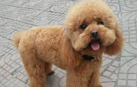 貴賓犬做夢哼唧需要叫醒嗎