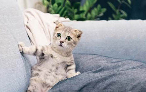 如何正確飼養貓咪