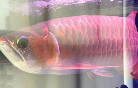 鯨魚(yú)常見(jiàn)品種有哪些