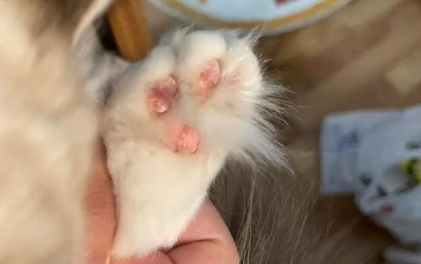 貓咪為什么要剪毛呢怎么回事