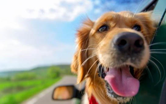 棉花面紗犬哪里有賣