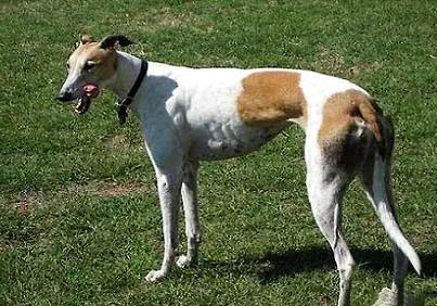 格力犬價格多少錢一只