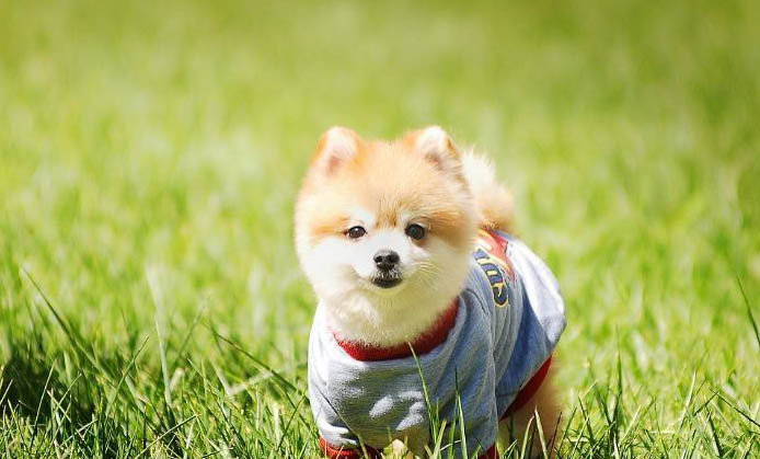 屋里有狗狗尿騷味怎么去除