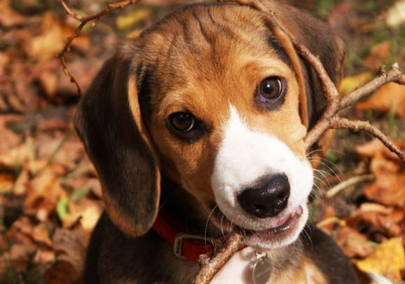 比格犬和柯基犬哪個好