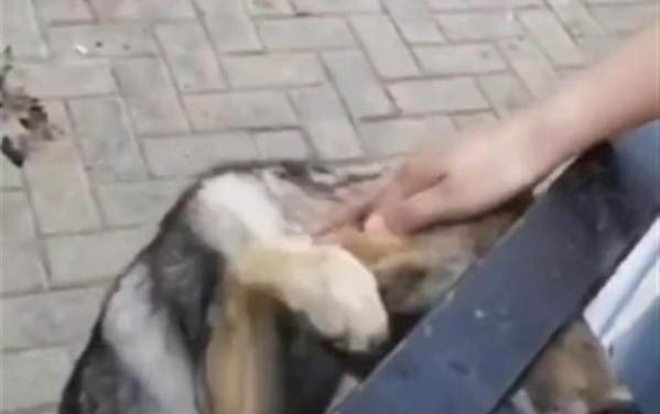 狗狗為什么會哭?