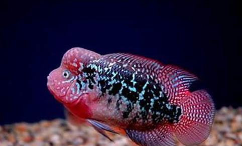 釣淡水鱸魚(yú)需要打窩嗎