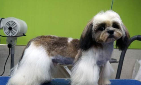 西施犬體溫39.5算不算發(fā)燒