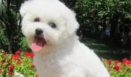 幼犬得了冠狀還可以活嗎