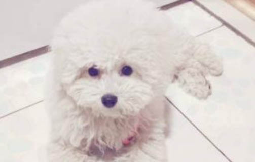 狗狗結膜炎都有哪些癥狀?