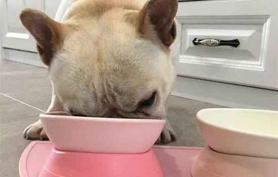 狗狗的飲食習性有哪些