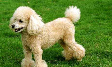 白色貴賓犬和比熊的區(qū)別