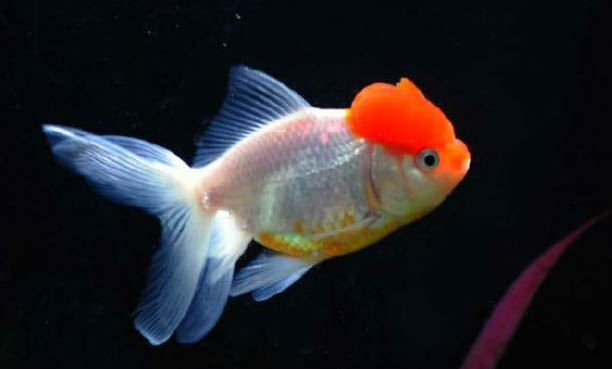 青鳉魚多久喂一次