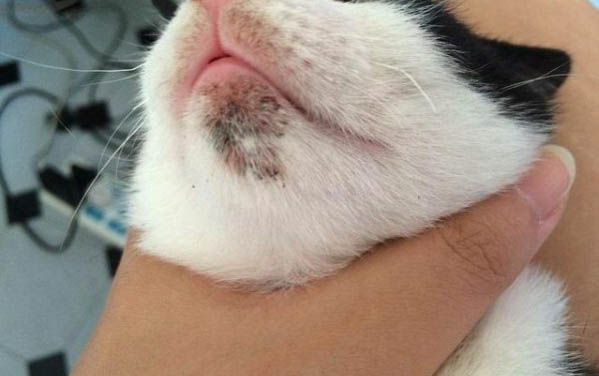 貓咪胰腺炎是大病嗎
