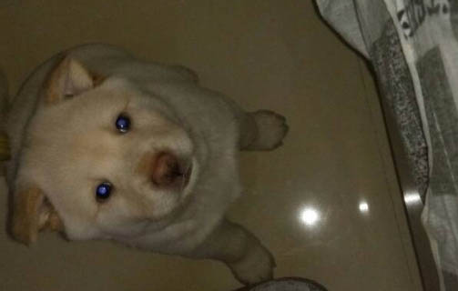 成犬每年都要打疫苗嗎