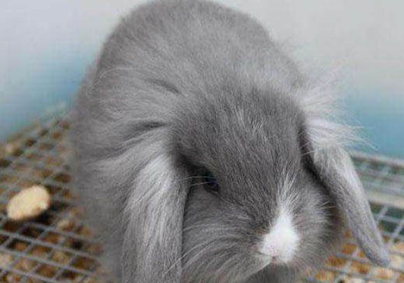 垂耳兔的飼養方法