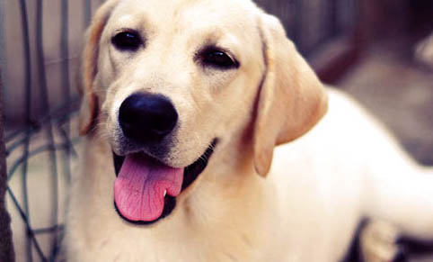 拉布拉多黑色幼犬特征