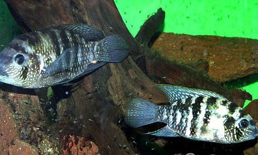 六角恐龍魚可以兩只養(yǎng)在一起嗎