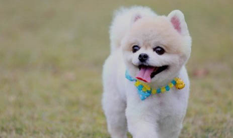 狗狗犬瘟抽搐幾天會死