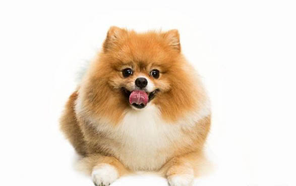 6斤博美犬一天吃多少克狗糧