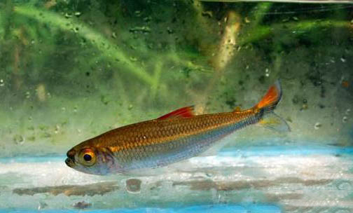 六角龍魚會撐死嗎?