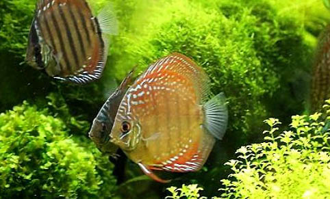 養七彩神仙魚用什么缸