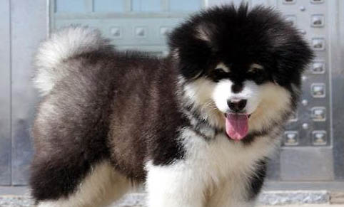 阿拉斯加犬飼養(yǎng)方法