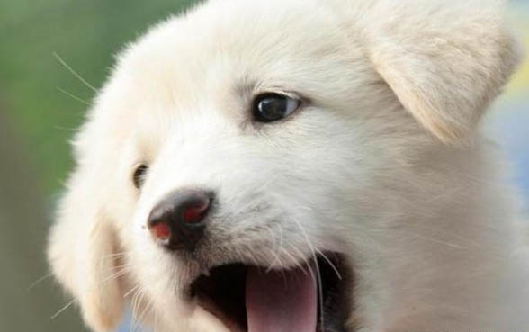 狗狗細小好了后腿站不起來