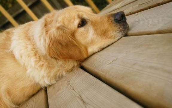 狂犬病貓十天內(nèi)必死嗎