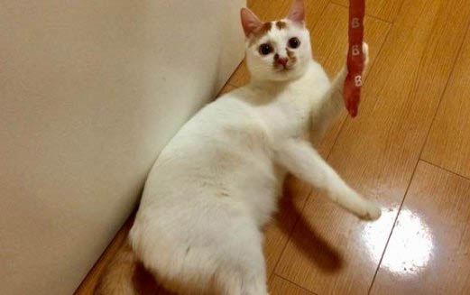 貓可以吃肥肉嗎