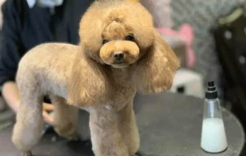 貴賓和泰迪是一個品種嗎