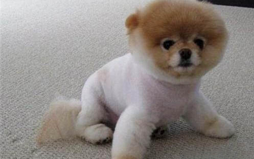 狗狗止痛藥有哪些牌子？