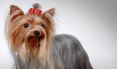 狗狗第一次懷孕了嗎?
