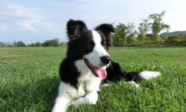 養(yǎng)牧羊犬的十大壞處