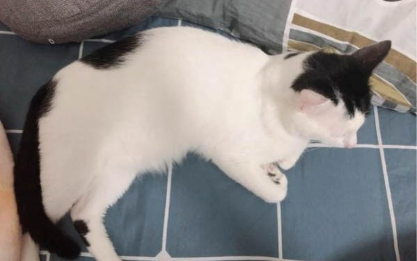 貓咪剛吃了老鼠藥怎么處理