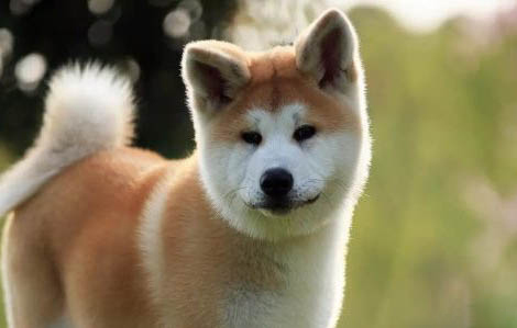 秋田犬多少錢一只