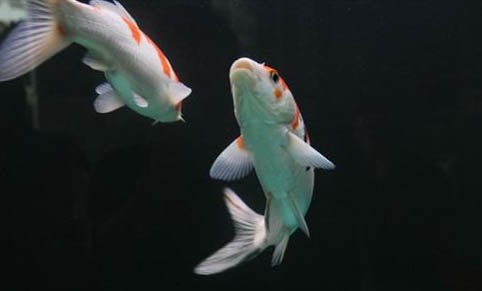 寶蓮燈魚會吃蝦嗎