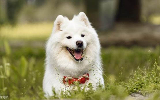 比利牛斯牧羊犬哪種顏色好