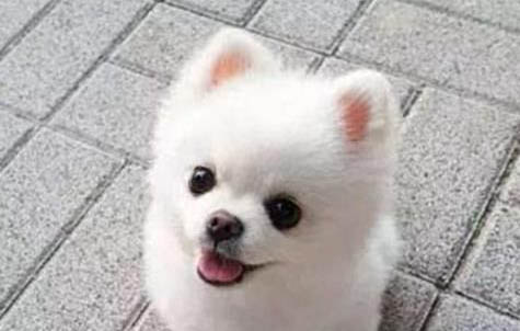 棉花面紗犬哪里有賣