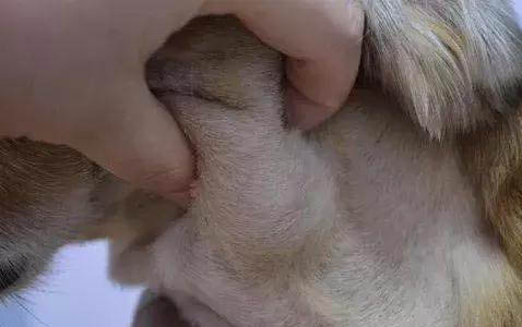 狗狗可不可以吃豬肉