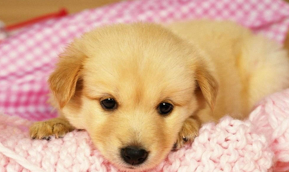 狗狗白內障多久失明啊