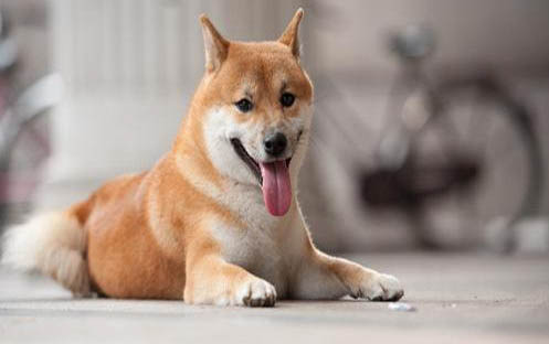 狗上唇發黑是什么原因